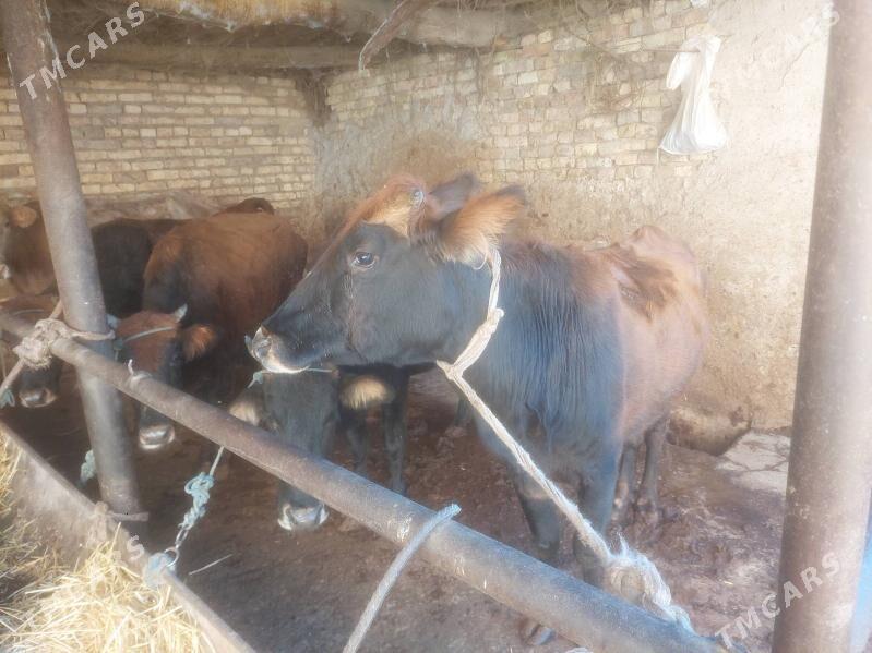 semiz inekler - Туркменабат - img 2