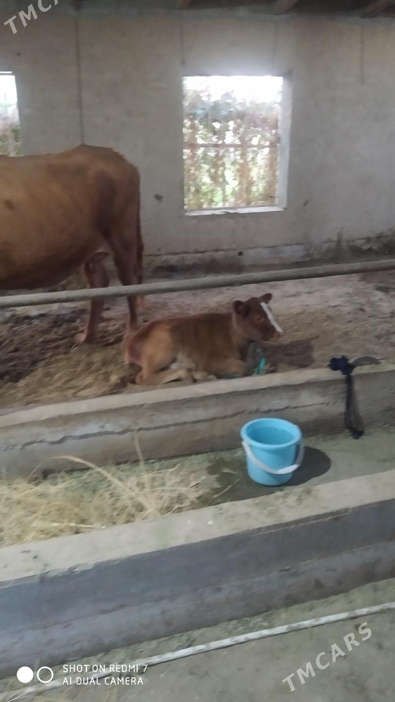 goleli sygyr - Murgap - img 3