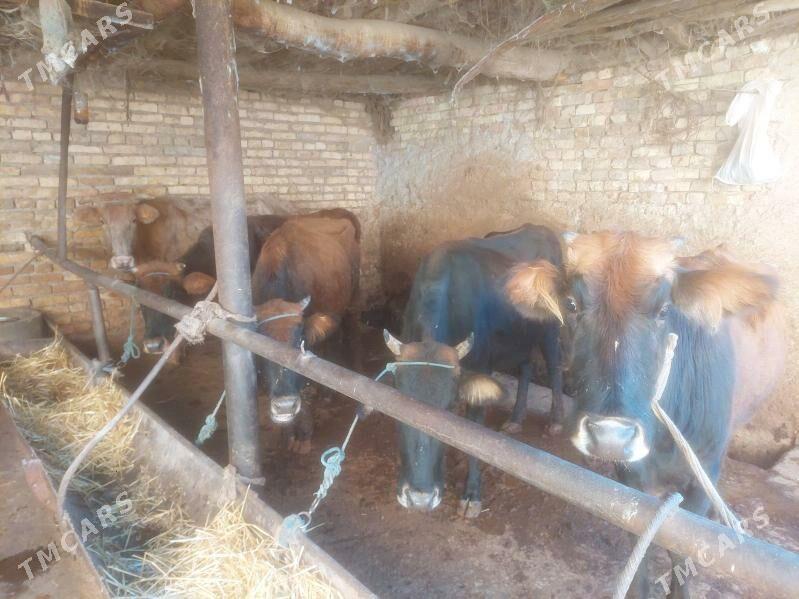 semiz inekler - Туркменабат - img 1