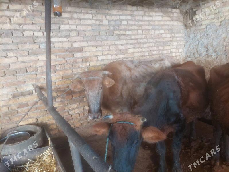 semiz inekler - Туркменабат - img 3