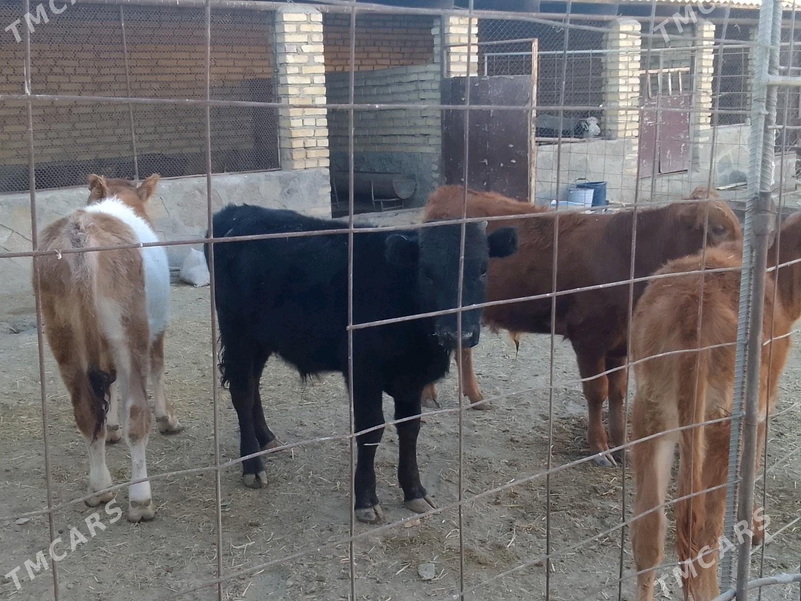 сыгыр - Берекет - img 1