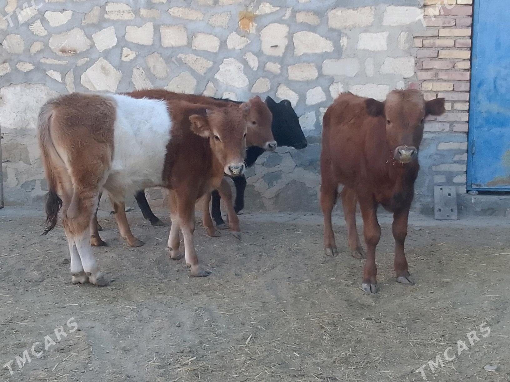 сыгыр - Bereket - img 2