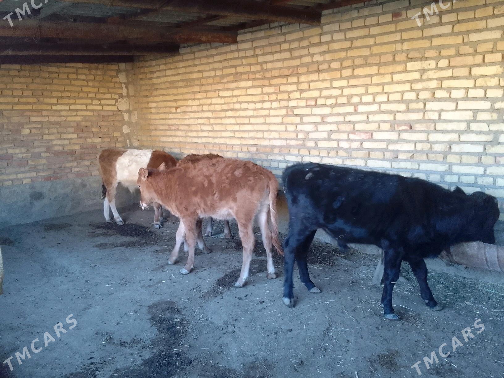 сыгыр - Bereket - img 4