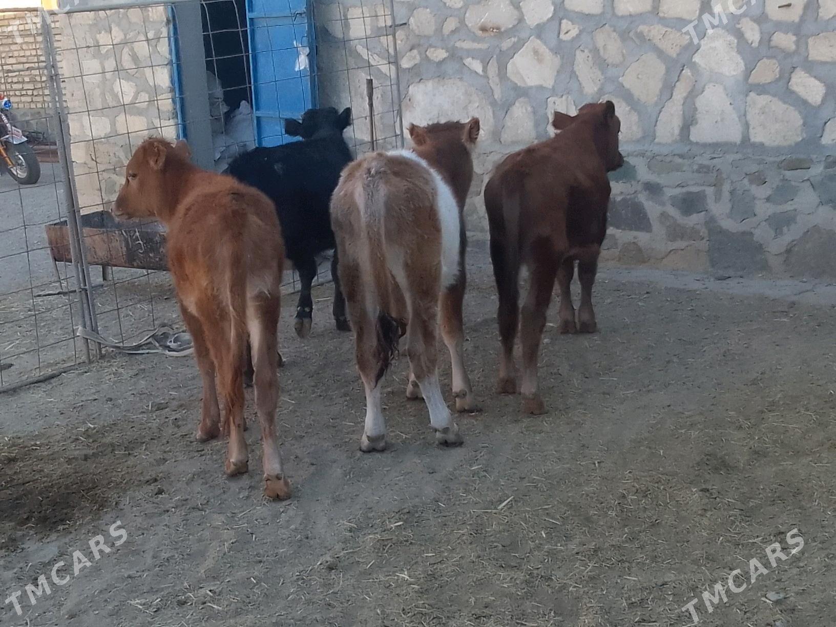 сыгыр - Bereket - img 3