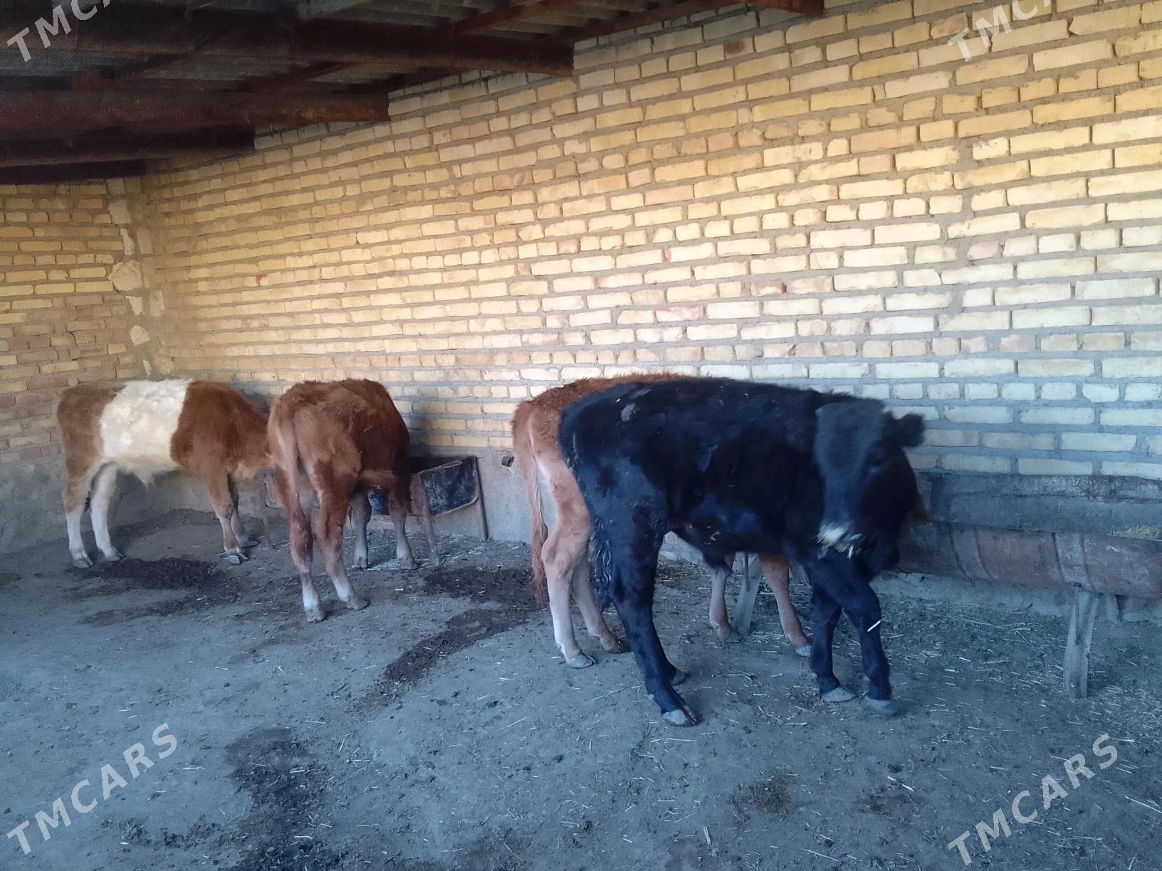 сыгыр - Bereket - img 5