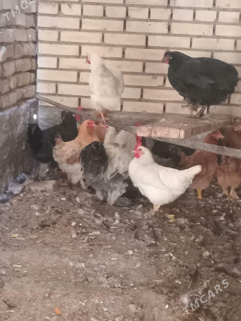 towklar - Mary - img 1