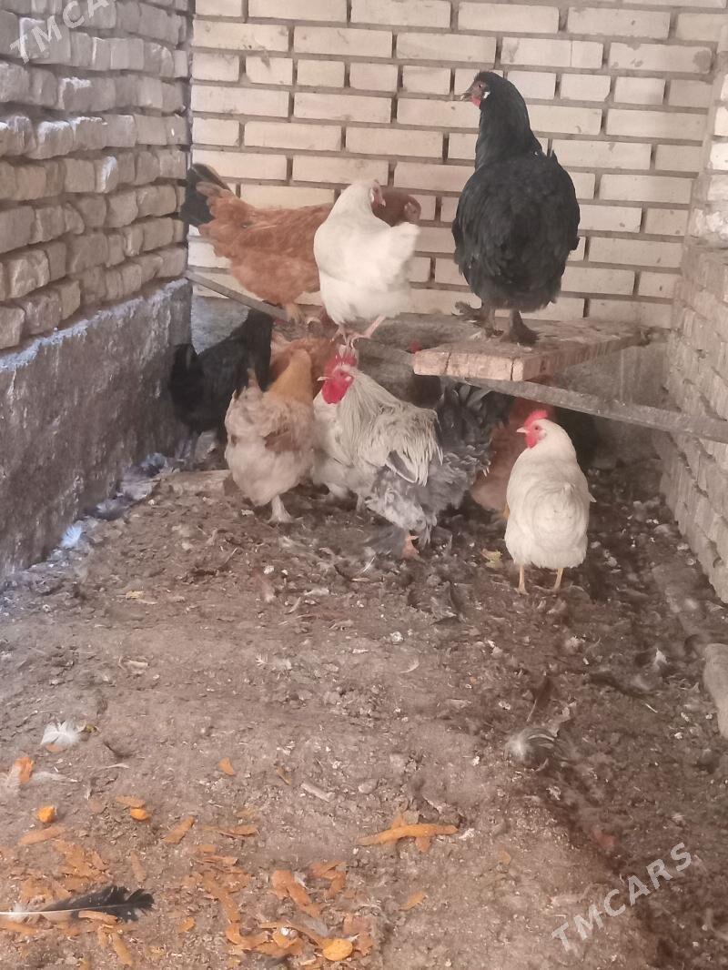 towklar - Mary - img 2