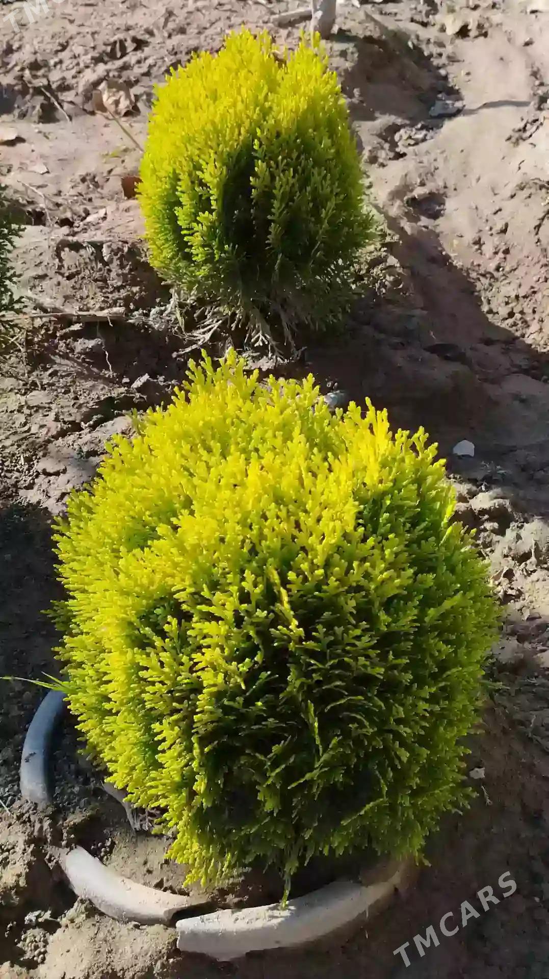 Satlyk türk tuýa - Туркменабат - img 1