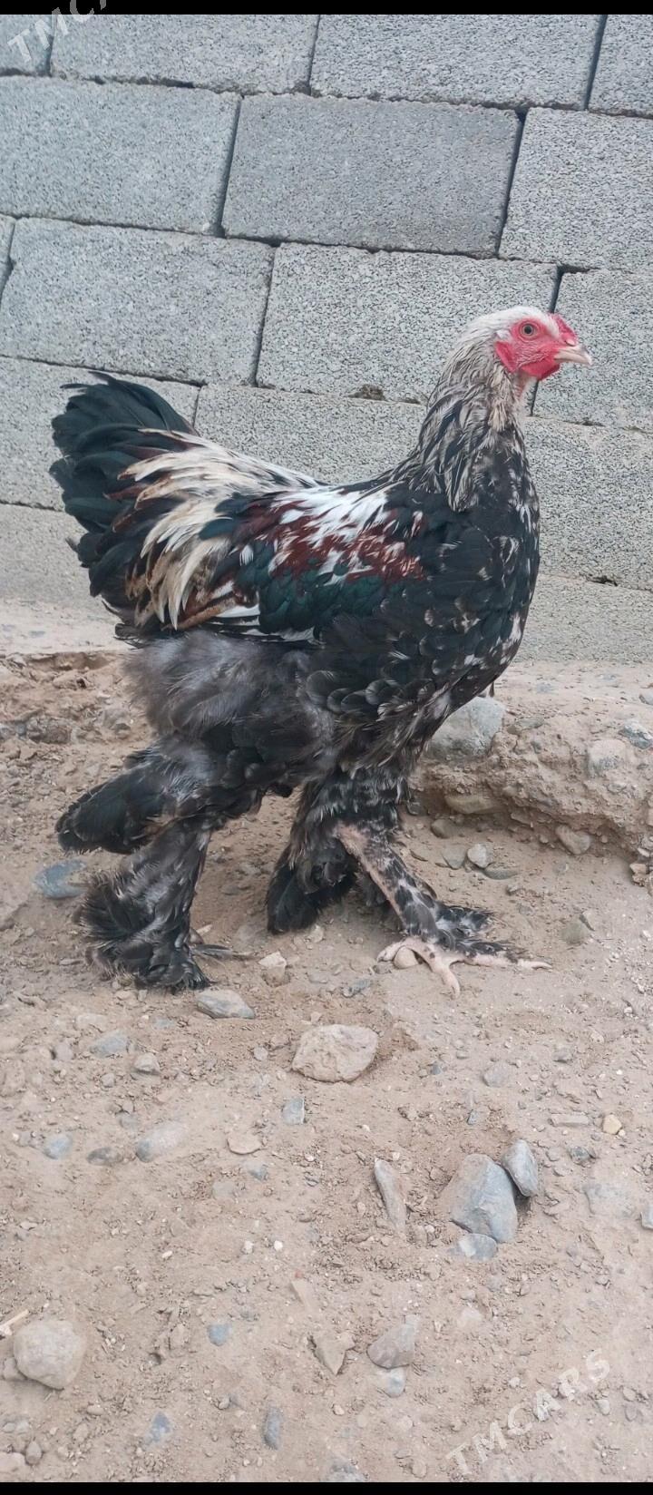 brama - Гызыларбат - img 1