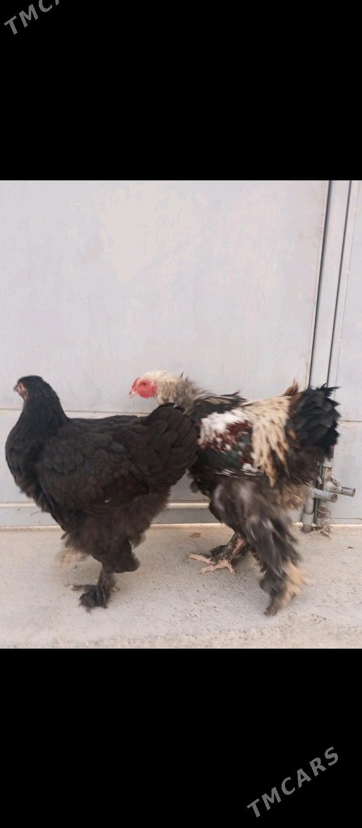 brama - Гызыларбат - img 4