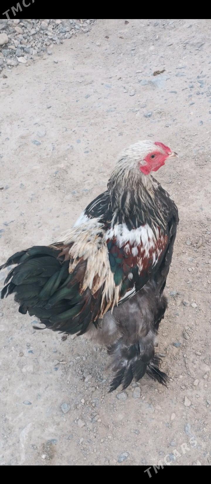 brama - Гызыларбат - img 2