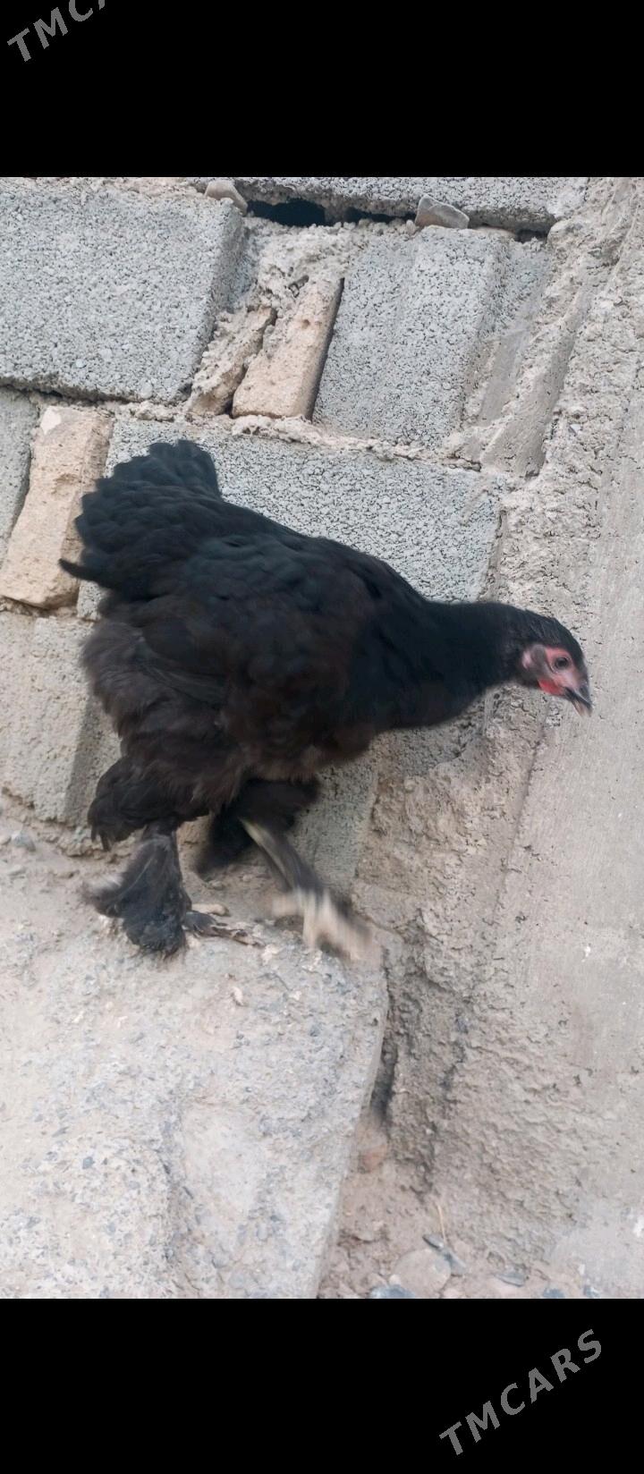 brama - Гызыларбат - img 5