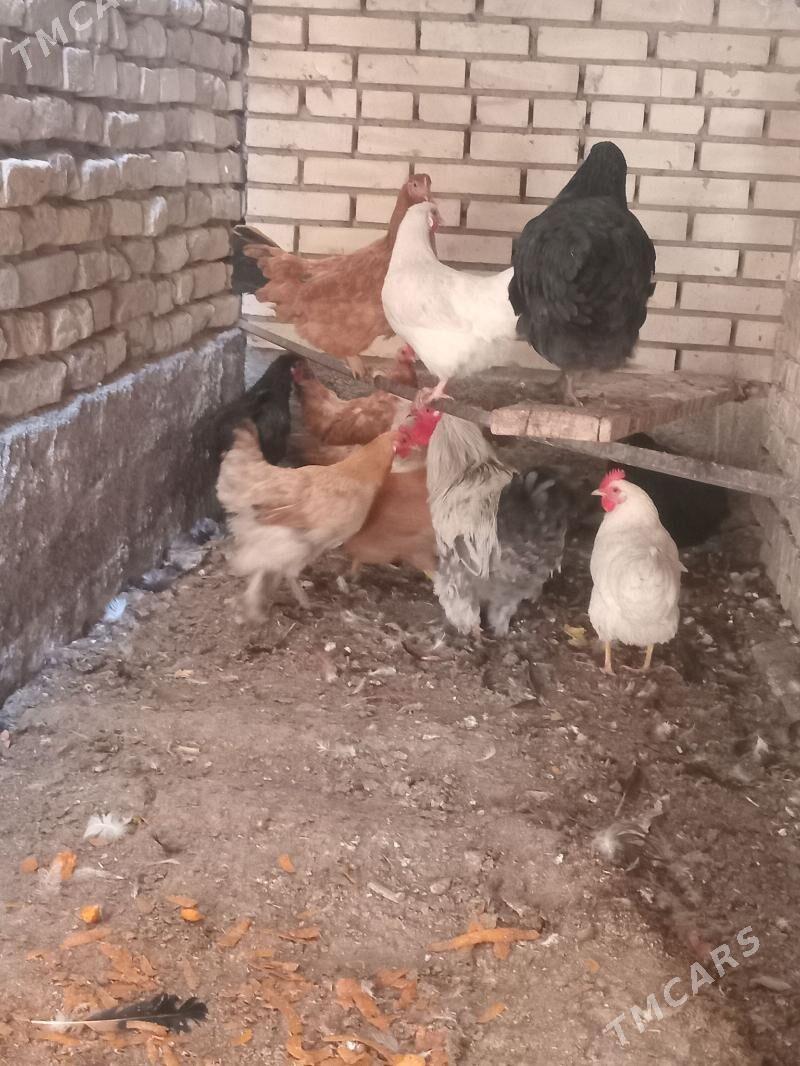 towklar - Mary - img 3