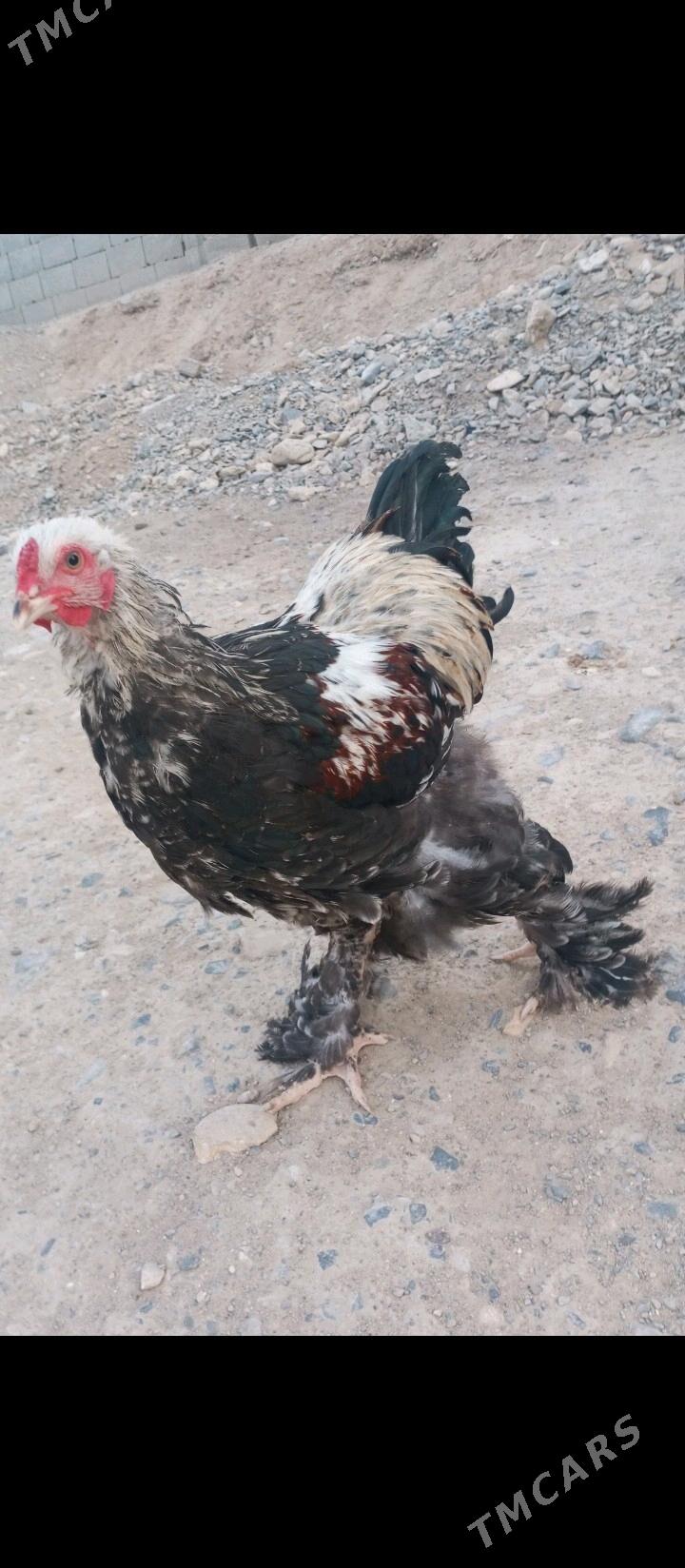 brama - Гызыларбат - img 3