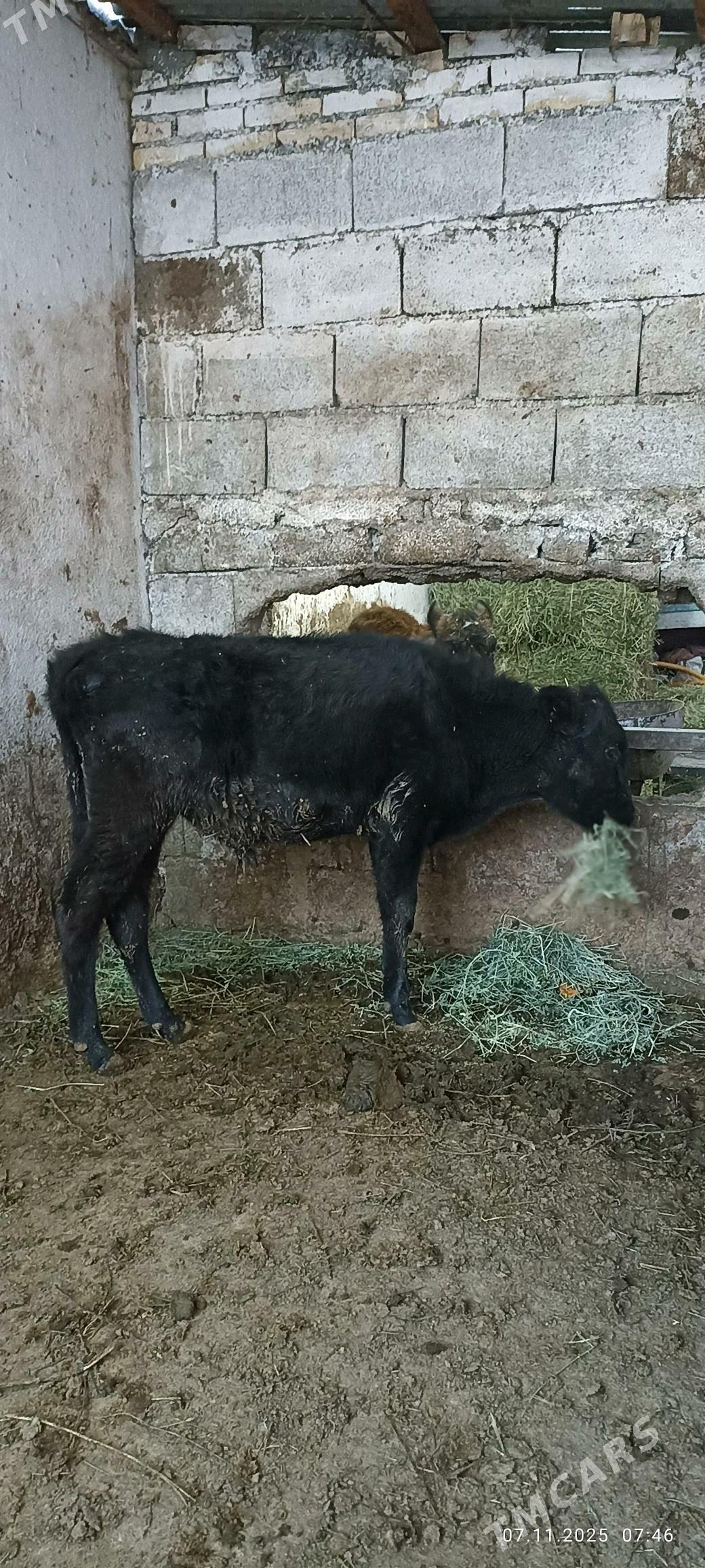 okuz - Büzmeýin - img 3