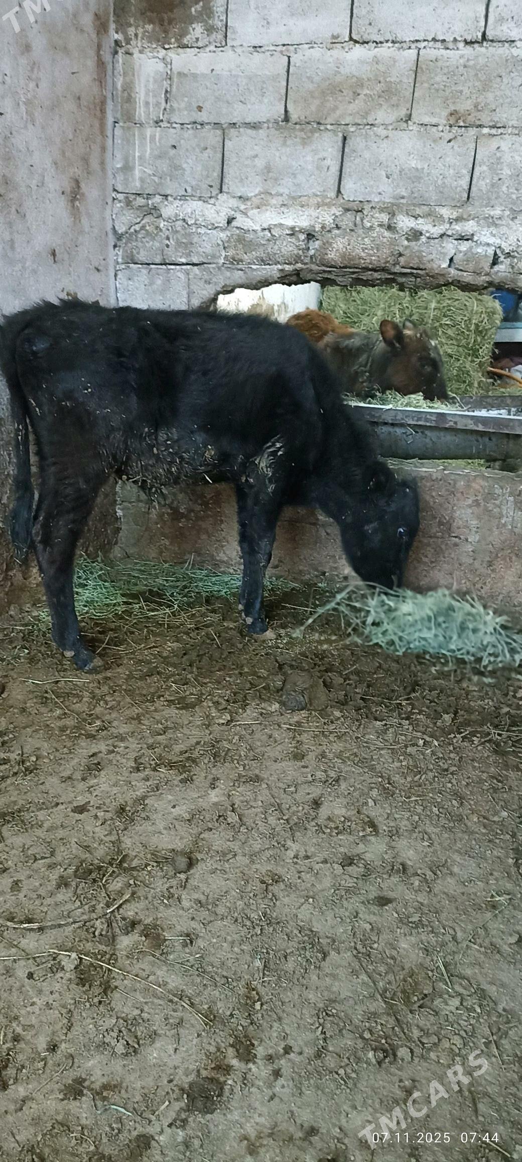 okuz - Büzmeýin - img 4