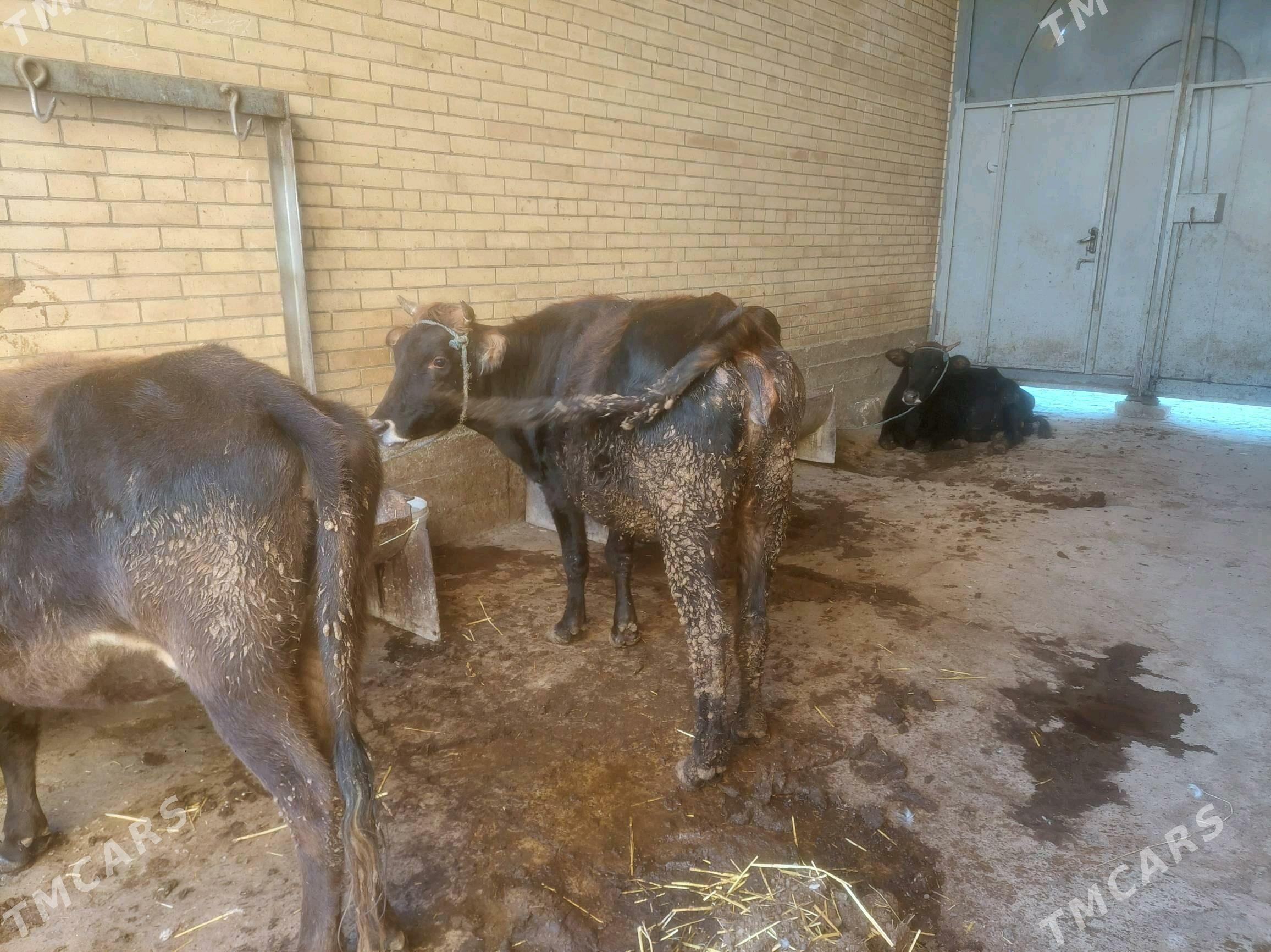 semiz inekler - Туркменабат - img 4