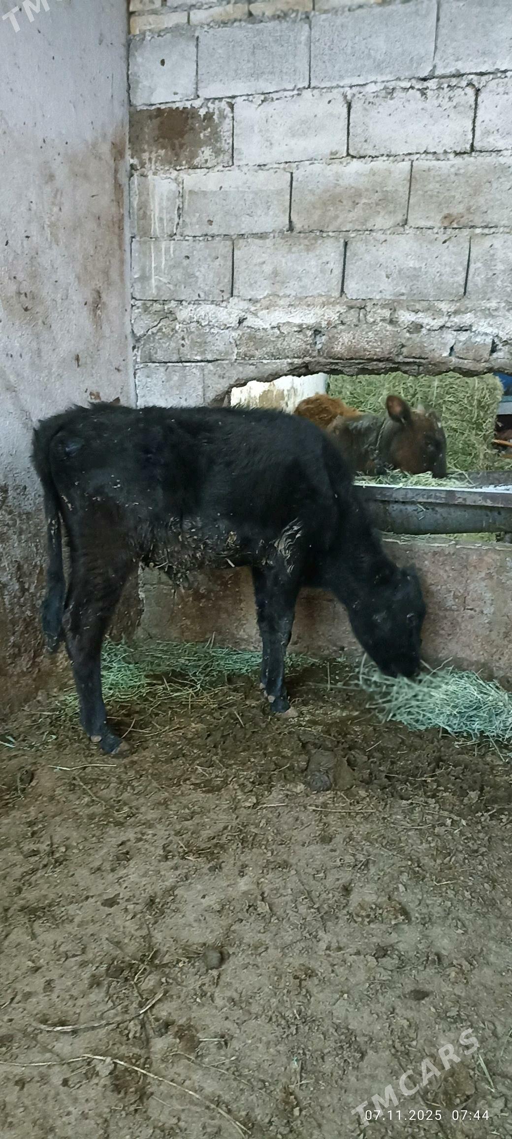 okuz - Büzmeýin - img 2