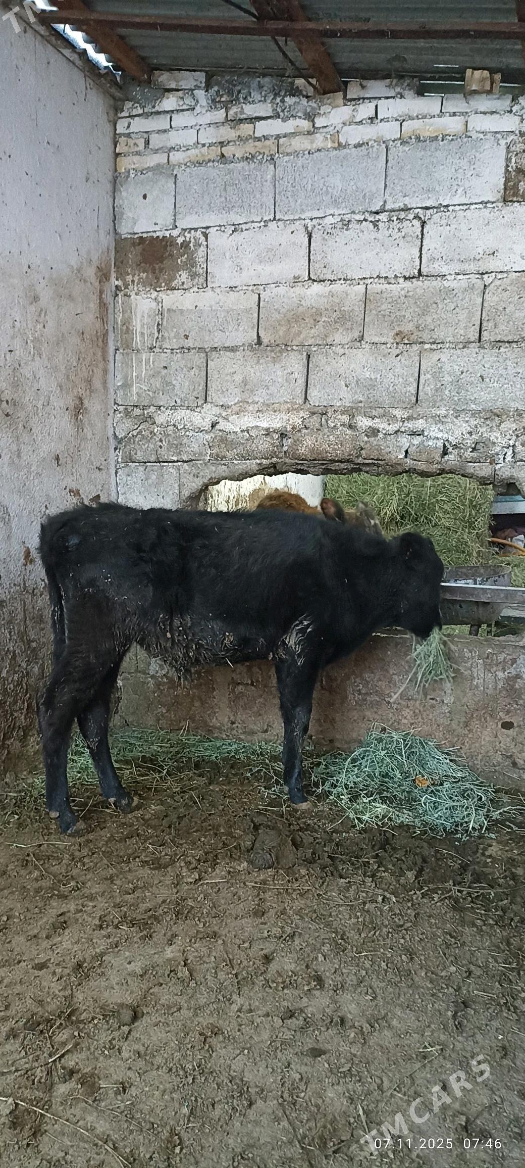 okuz - Büzmeýin - img 1