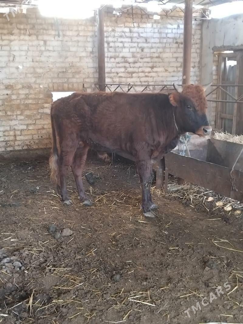 öküzler - Türkmenabat - img 5