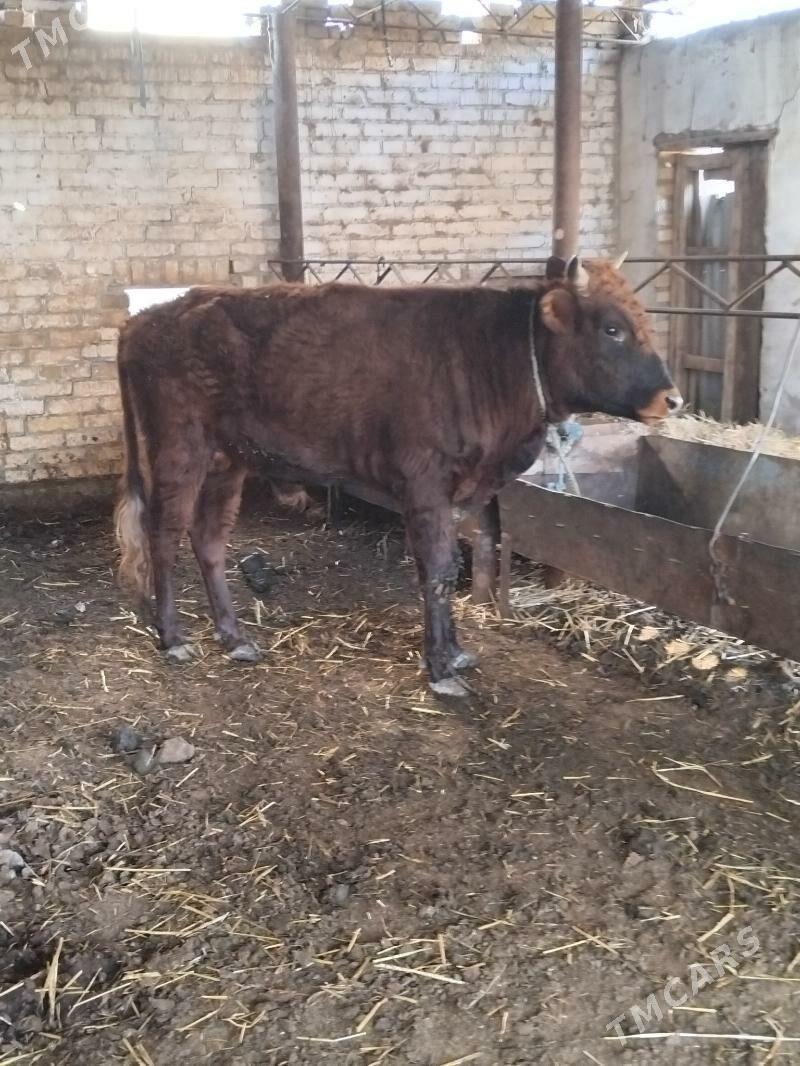 öküzler - Türkmenabat - img 4