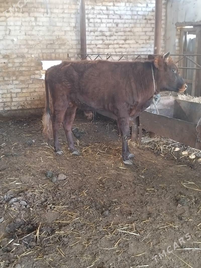 öküzler - Türkmenabat - img 6