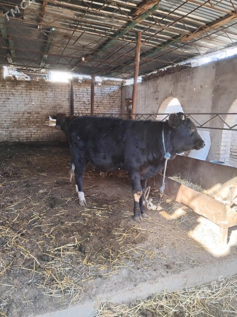 öküzler - Türkmenabat - img 3