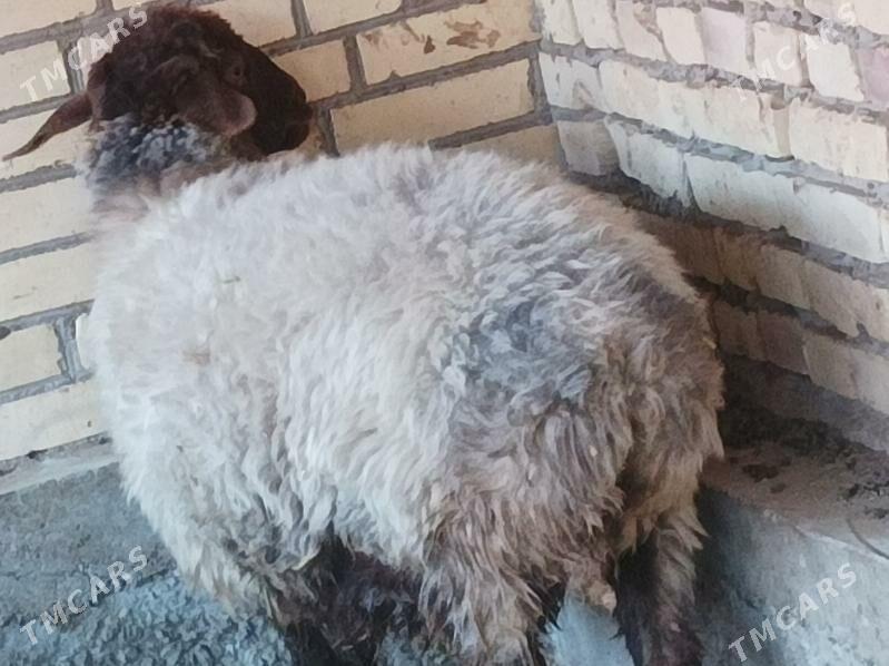 Goyun - Dänew - img 4