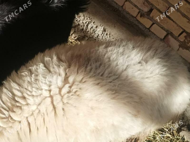 Goyun - Dänew - img 3