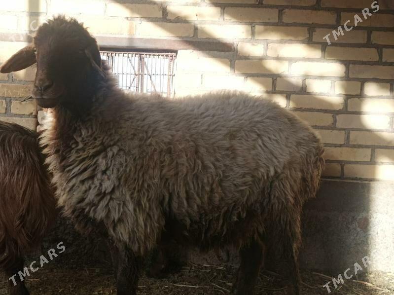 Goyun - Dänew - img 7