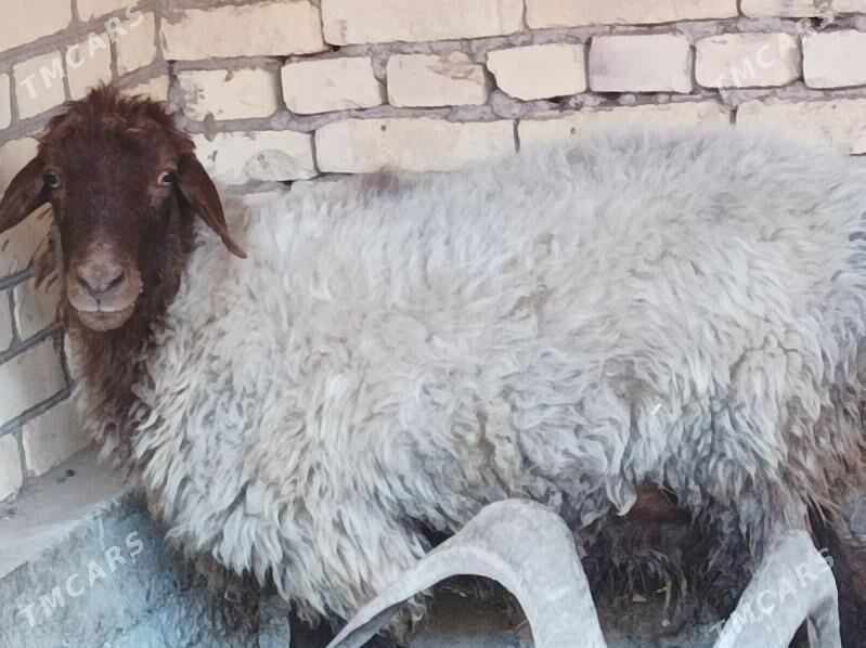 Goyun - Dänew - img 6