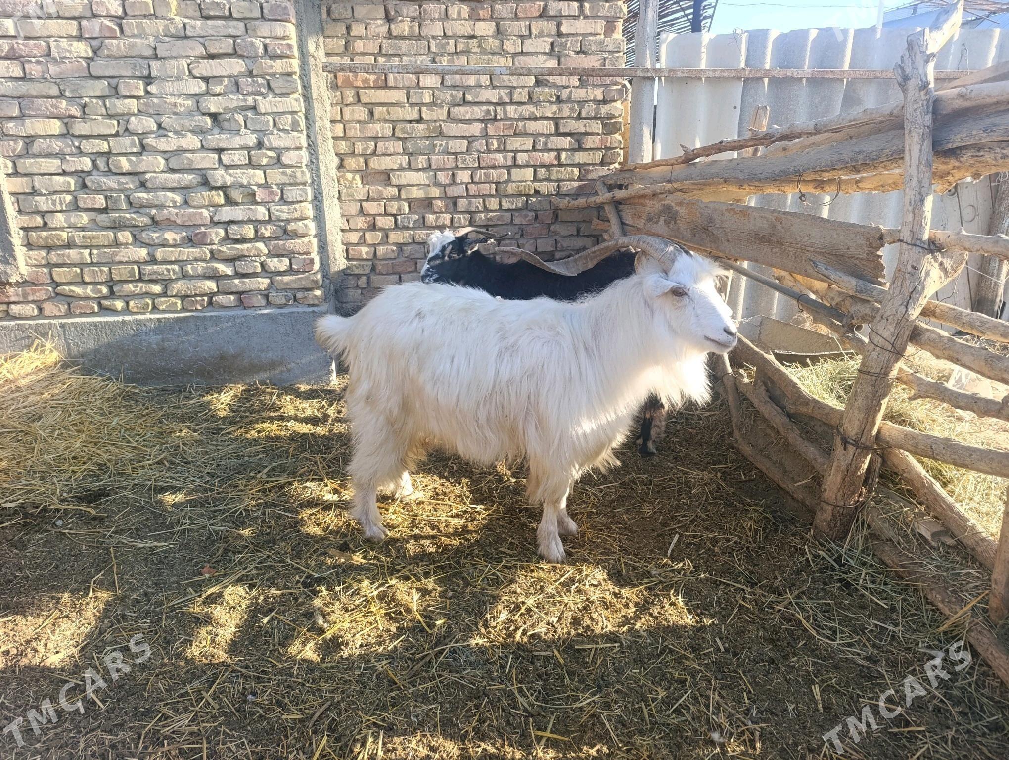 Geçi - Гёкдепе - img 2