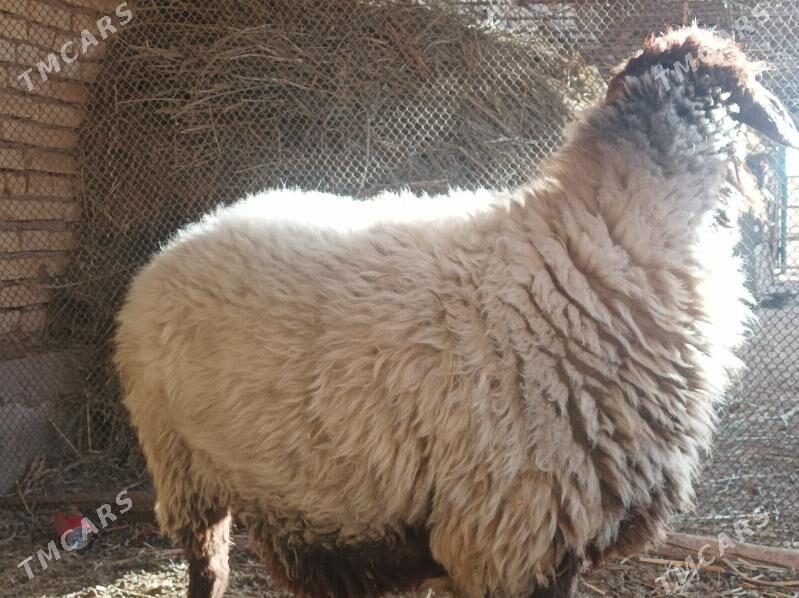 Goyun - Dänew - img 2