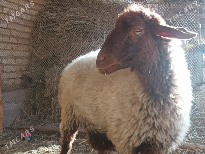 Goyun - Dänew - img 1