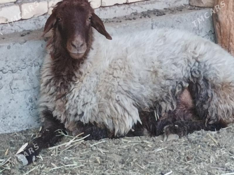 Goyun - Dänew - img 5