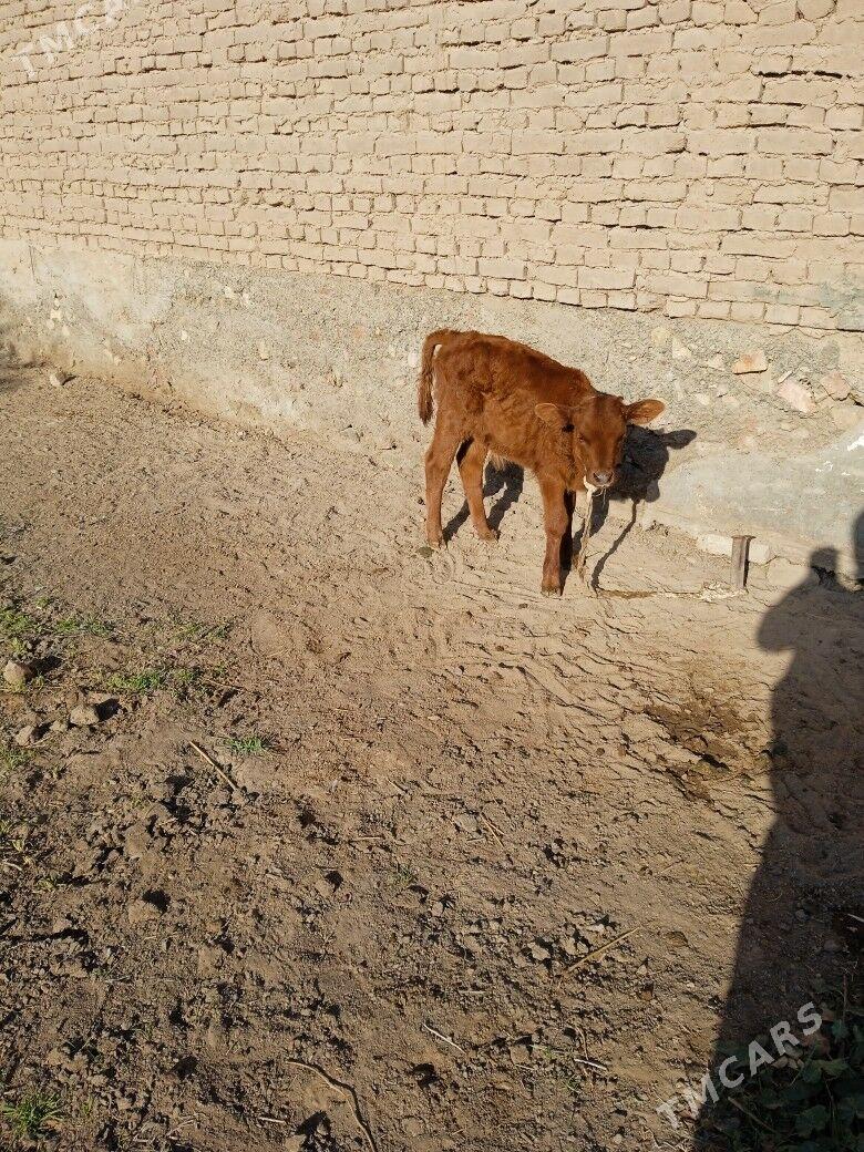 sygyr goleli - Теджен - img 3