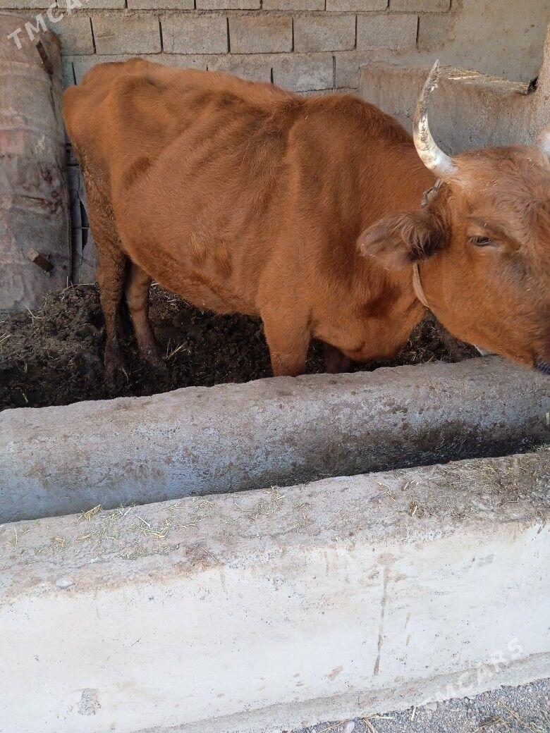 sygyr goleli - Теджен - img 2