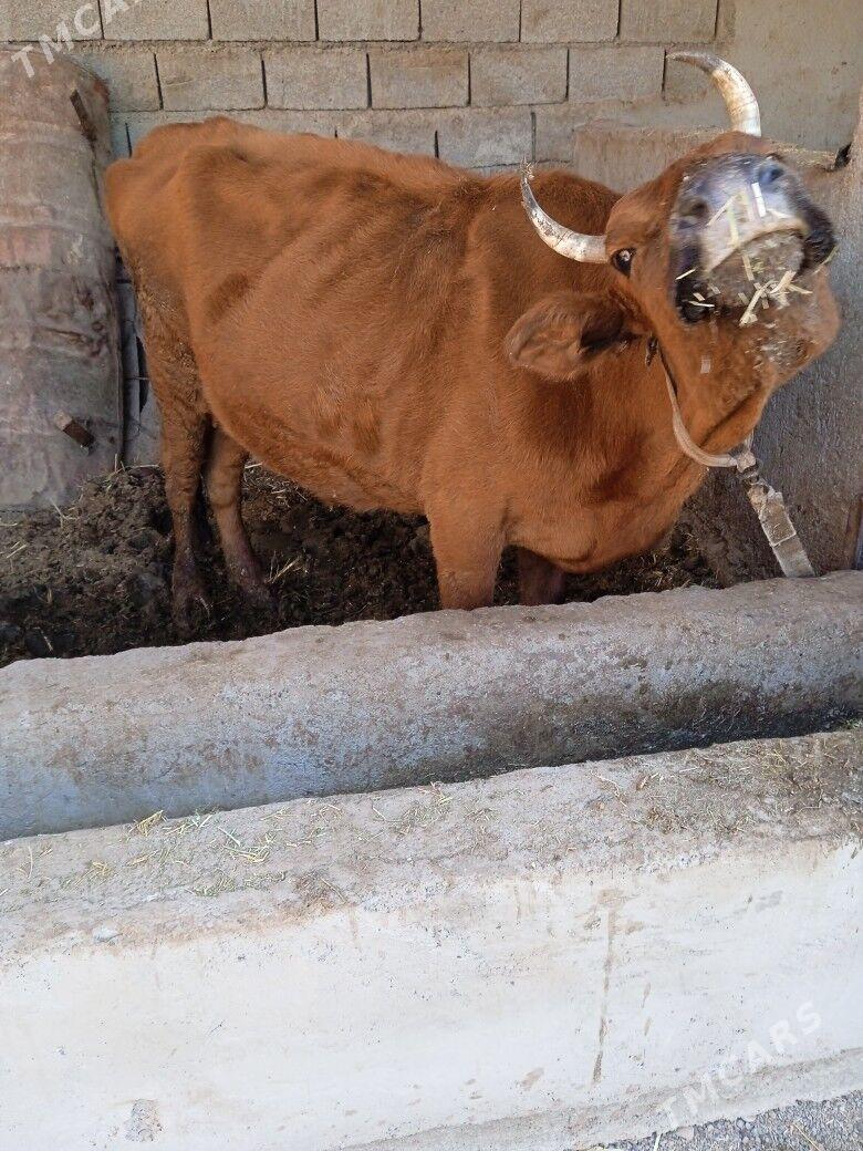 sygyr goleli - Tejen - img 1