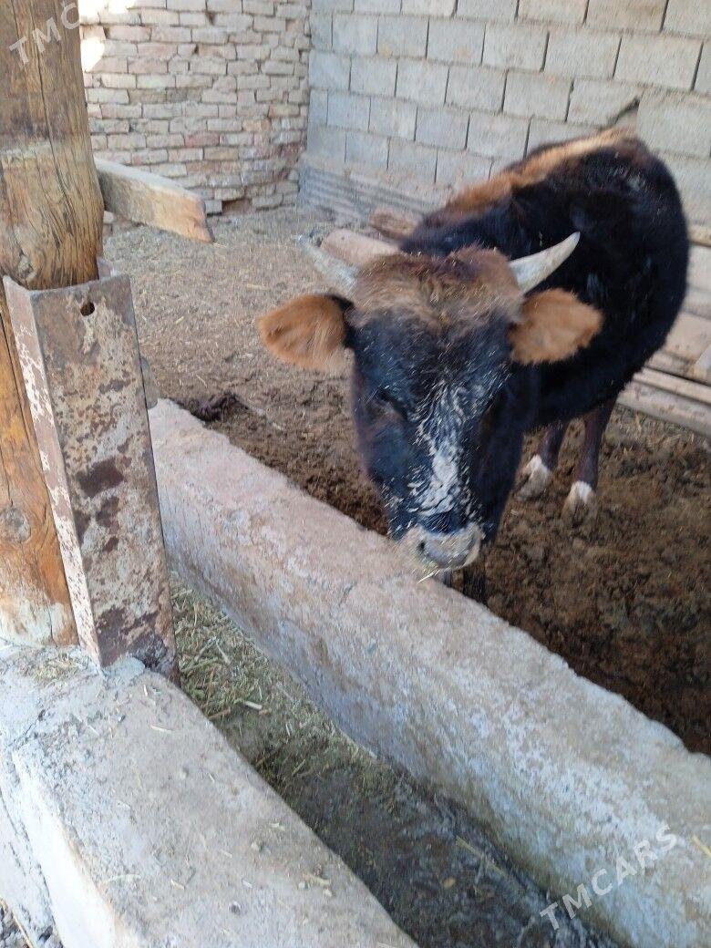 okuz - Tejen - img 1