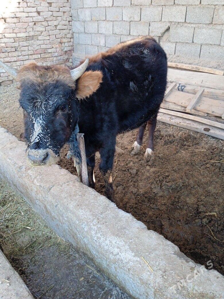 okuz - Tejen - img 2