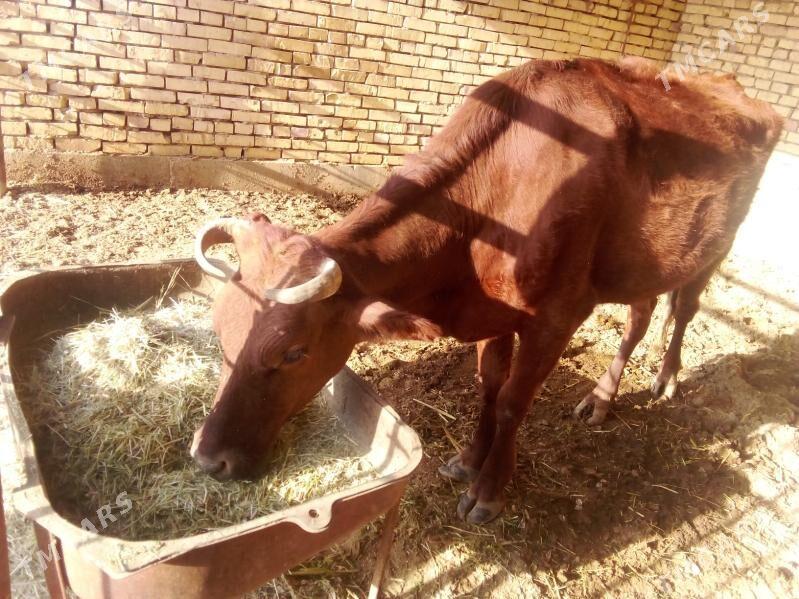 sygyr - Mary - img 1