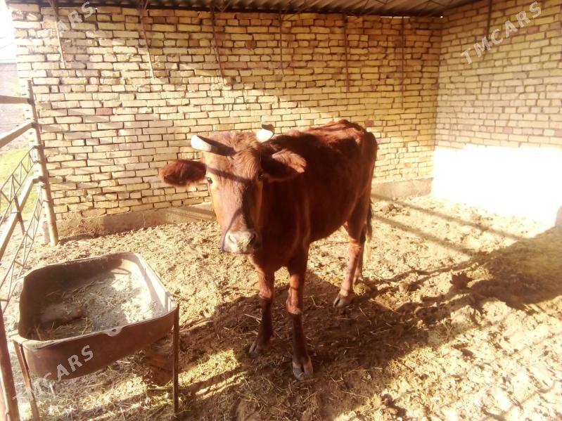 sygyr - Mary - img 6