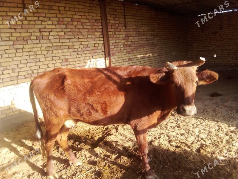 sygyr - Mary - img 4