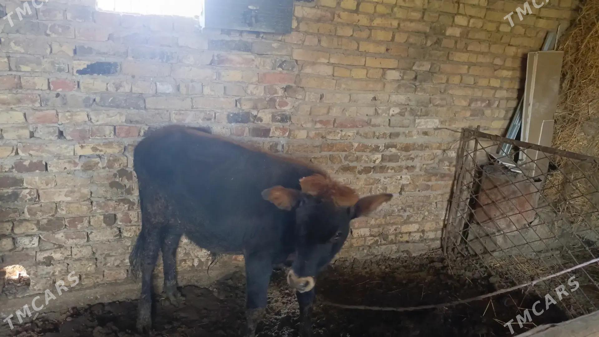 Ökyz - Türkmenabat - img 1