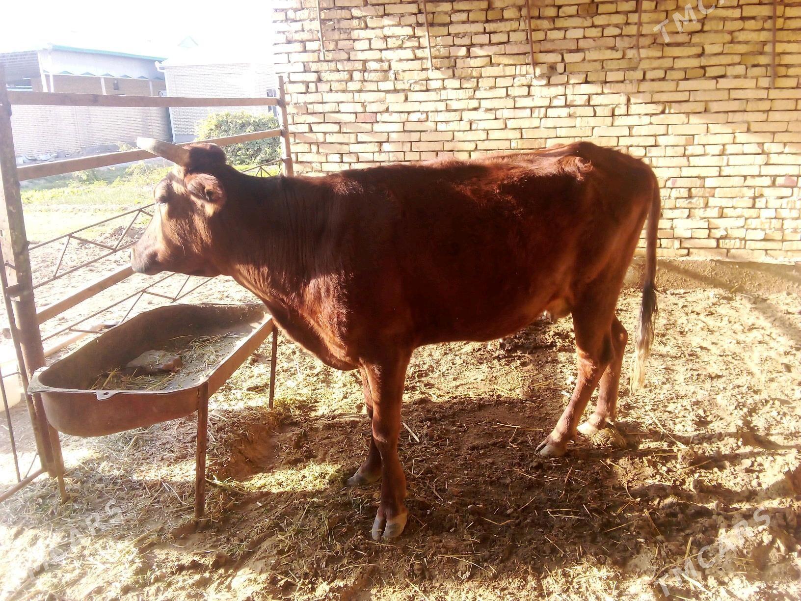 sygyr - Mary - img 5