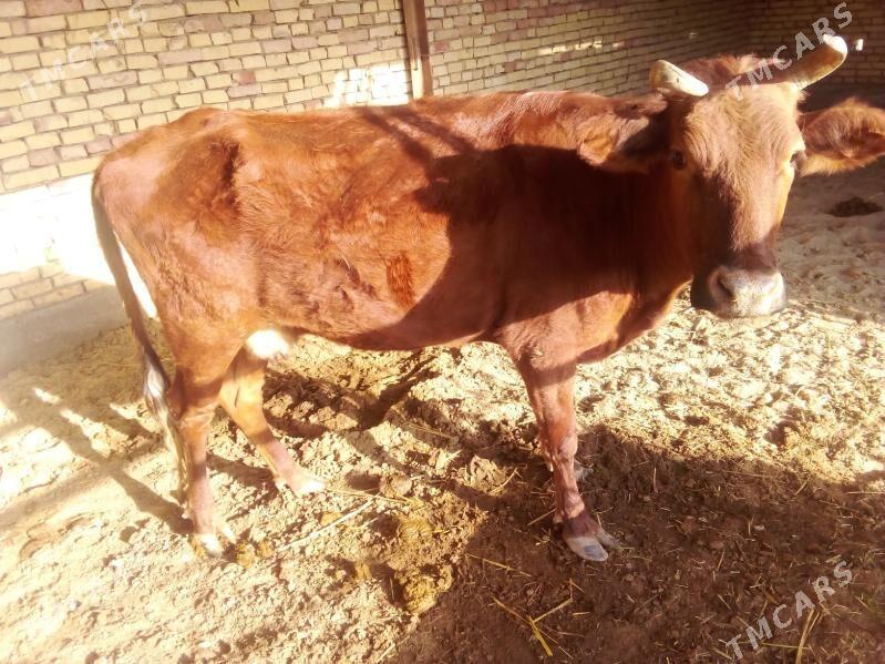 sygyr - Mary - img 3