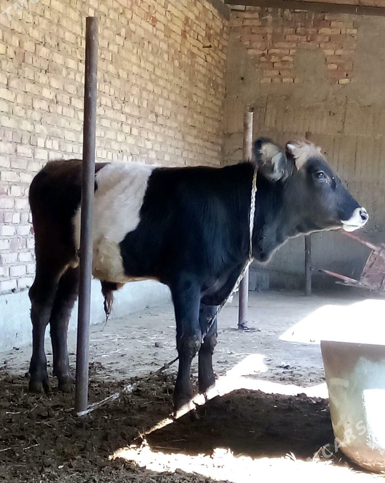 Tohum Öküz Gibrit 8 aýynda - Gökdepe - img 1