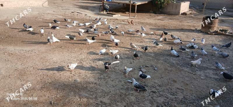 kepderi - Мары - img 8