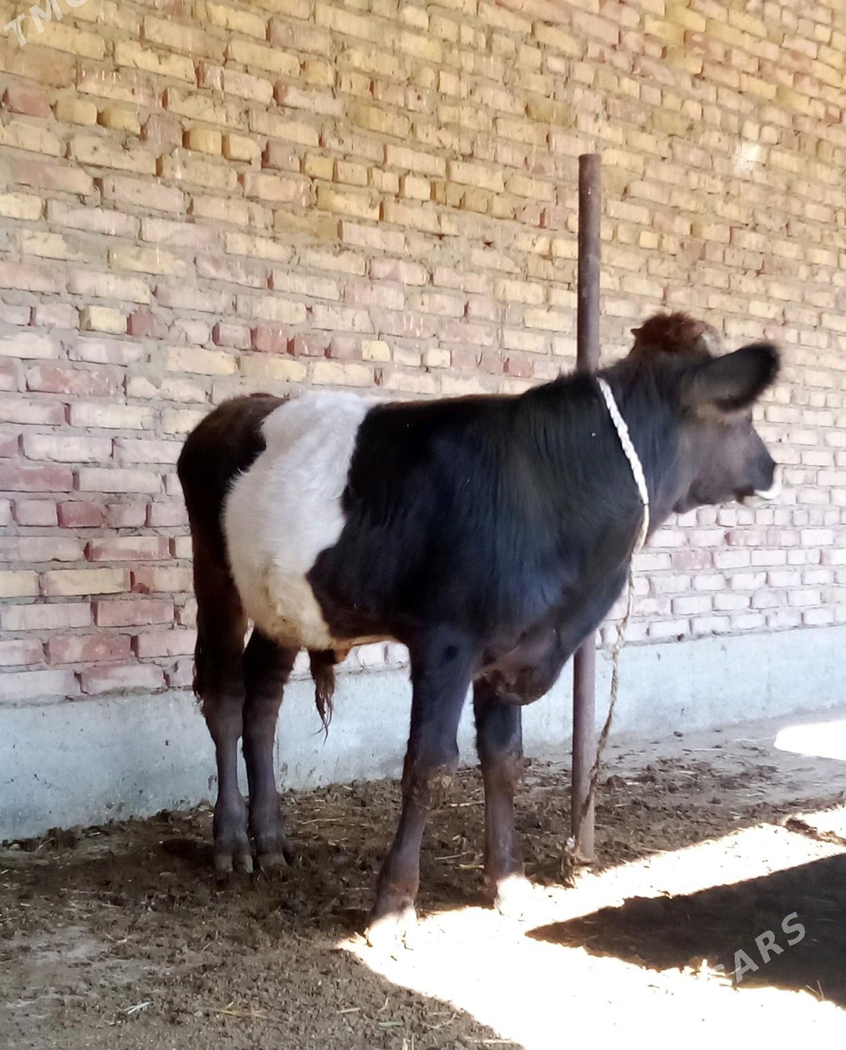 Tohum Öküz Gibrit 8 aýynda - Gökdepe - img 2