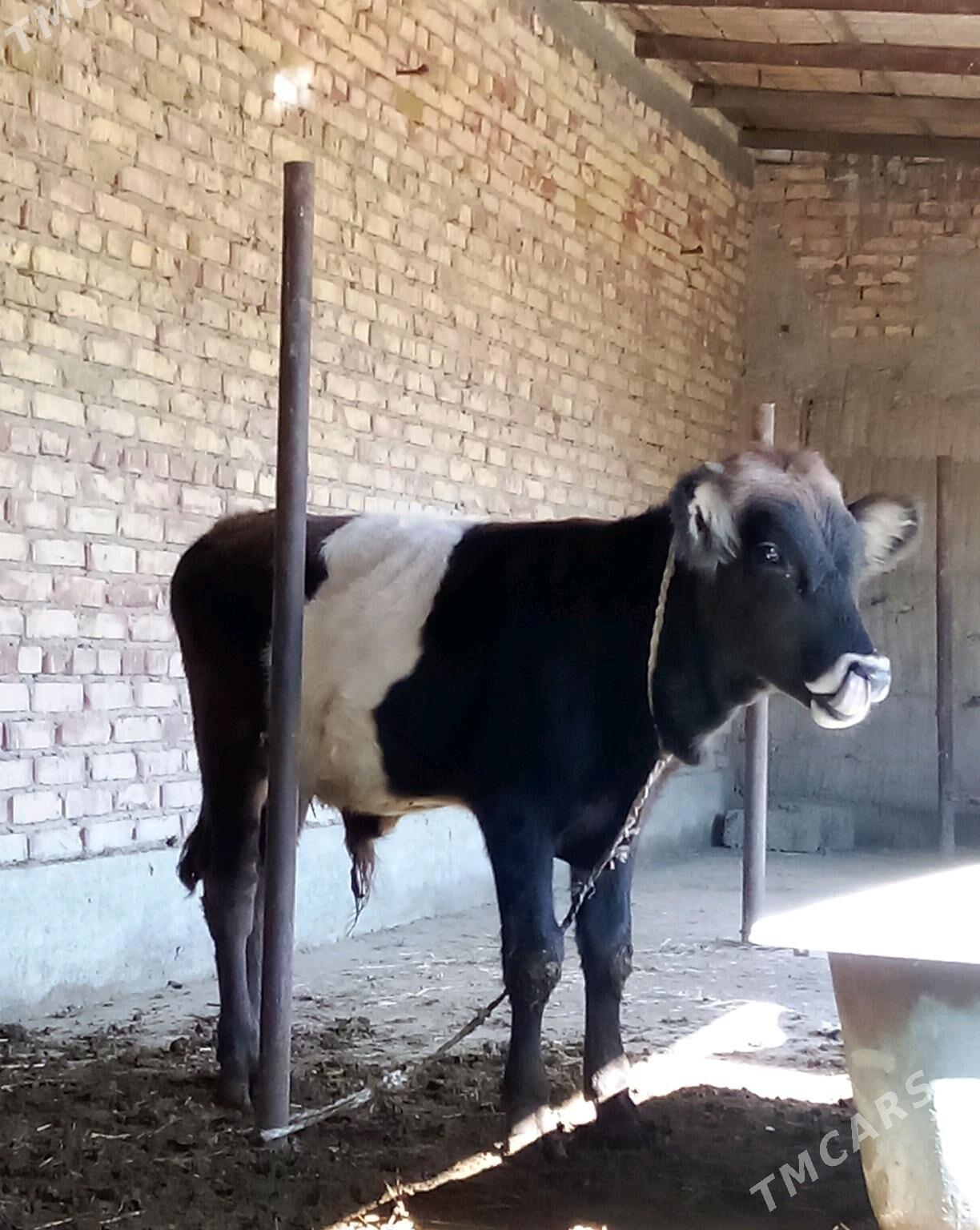 Tohum Öküz Gibrit 8 aýynda - Gökdepe - img 4